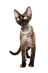 Devon Rex