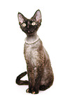 Devon Rex