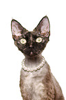 Devon Rex Portrait