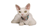 Devon Rex