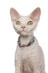 Devon Rex Portrait