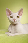 Devon Rex