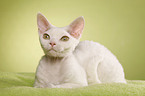 Devon Rex