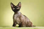 Devon Rex