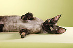 Devon Rex