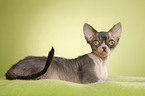 Devon Rex