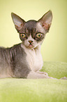 Devon Rex