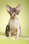 Devon Rex