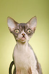 Devon Rex Portrait