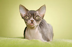 Devon Rex