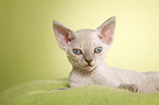 Devon Rex Ktzchen