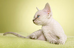 Devon Rex Ktzchen