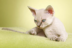 Devon Rex Ktzchen