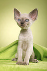 Devon Rex Ktzchen