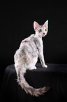 Devon Rex