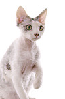 Devon Rex