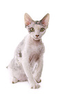 Devon Rex