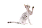 Devon Rex