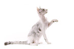 Devon Rex