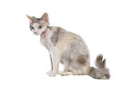 sitzende Devon Rex