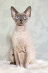 sitzende Devon Rex