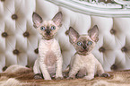 2 Devon Rex Ktzchen