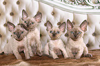 4 sitzende Devon Rex Ktzchen