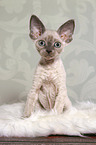 sitzendes Devon Rex Ktzchen