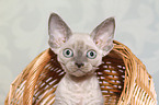 Devon Rex Ktzchen Portrait