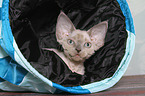 Devon Rex Ktzchen Portrait