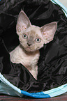 Devon Rex Ktzchen Portrait