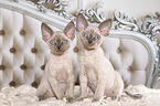 2 sitzende Devon Rex Ktzchen