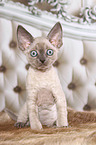 sitzendes Devon Rex Ktzchen