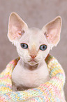 Devon Rex Ktzchen Portrait