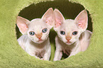 2 Devon Rex Ktzchen