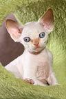 sitzendes Devon Rex Ktzchen