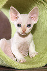 liegendes Devon Rex Ktzchen