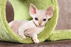 liegendes Devon Rex Ktzchen