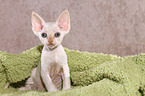 sitzendes Devon Rex Ktzchen