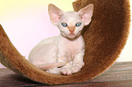 liegendes Devon Rex Ktzchen