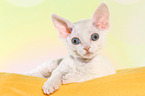 liegendes Devon Rex Ktzchen