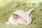 schlafendes Devon Rex Ktzchen