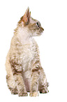 sitzende Devon Rex