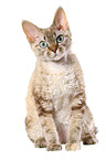 sitzende Devon Rex