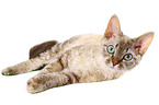 liegende Devon Rex