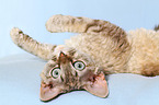 Devon Rex wlzt sich