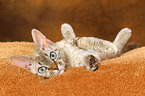 Devon Rex wlzt sich