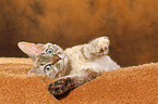 liegende Devon Rex