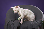 sitzende Devon Rex