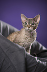 Devon Rex Portrait